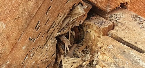 Škody po Mravencích dřevokazech